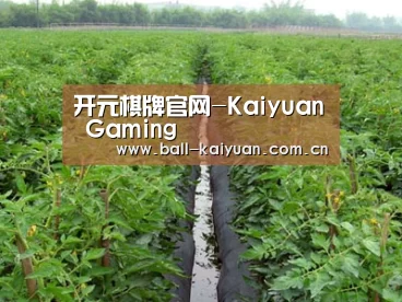 种植基地三